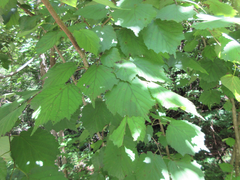Corylus sieboldiana mandshurica