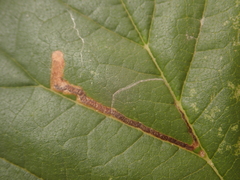 Stigmella lemniscella