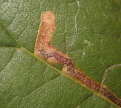 Stigmella lemniscella