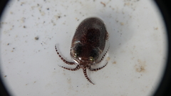 Euprymna