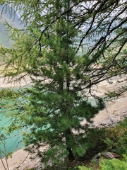 Pinus cembra