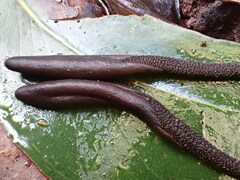 Geoglossum umbratile