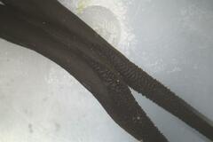 Geoglossum umbratile