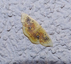 Cyclophora albiocellaria