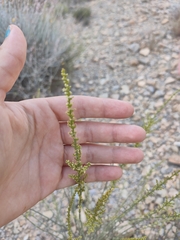 Salsola genistoides