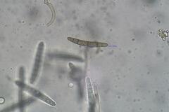 Geoglossum umbratile