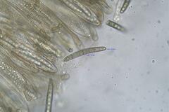 Geoglossum umbratile