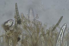 Geoglossum umbratile