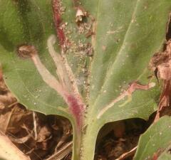 Phytomyza griffithsi