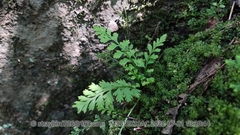 Asplenium pekinense
