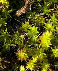 Syntrichia antarctica