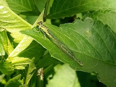 Erythromma viridulum