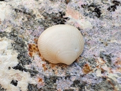 Ctena decussata