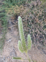 Sideritis lasiantha