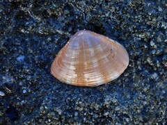 Mactra pusilla