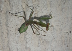 Hierodula tenuidentata