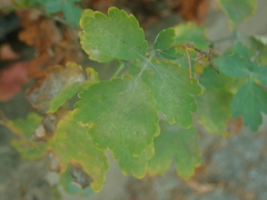 Erysiphe macleayae