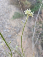 Sideritis lasiantha