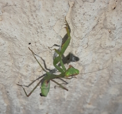 Hierodula tenuidentata