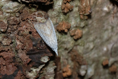 Meganola brunellus
