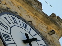 Ptyonoprogne rupestris