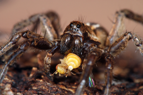 Alopecosa pulverulenta