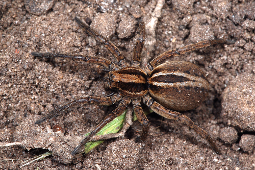 Alopecosa pulverulenta