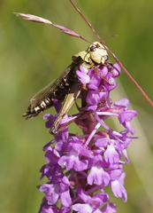 Entomophaga grylli