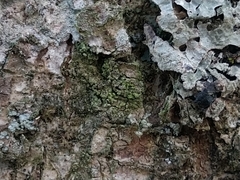 Lecanora conizaeoides