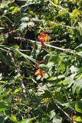 Crocosmia aurea