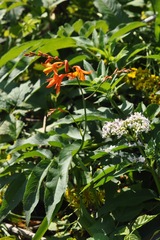 Crocosmia aurea