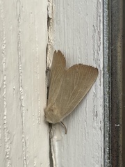 Arenostola phragmitidis