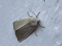 Arenostola phragmitidis