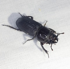 Nigidius sinicus