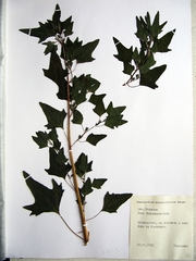 Chenopodium bryoniifolium