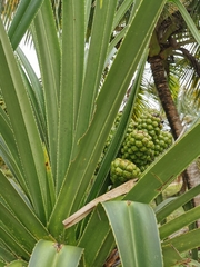 Pandanus concretus