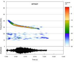 Eptesicus hottentotus