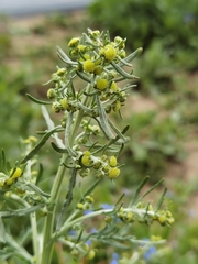Artemisia sieversiana