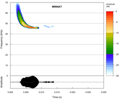 Miniopterus natalensis