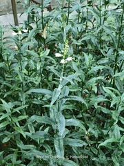 Physostegia angustifolia