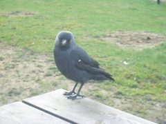 Corvus monedula