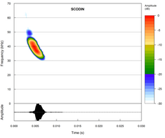 Scotophilus dinganii