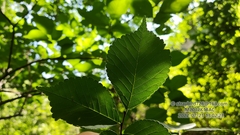 Ulmus lamellosa