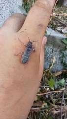 Trichoferus holosericeus