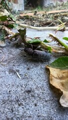 Trichoferus holosericeus