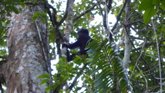 Trachypithecus mauritius