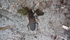 Trichoferus holosericeus