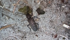 Trichoferus holosericeus