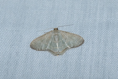 Lophophleps triangularis