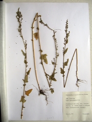 Chenopodium bryoniifolium